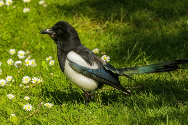 A Magpie standing on grass and daisies at the National Botanic Gardens Ireland
