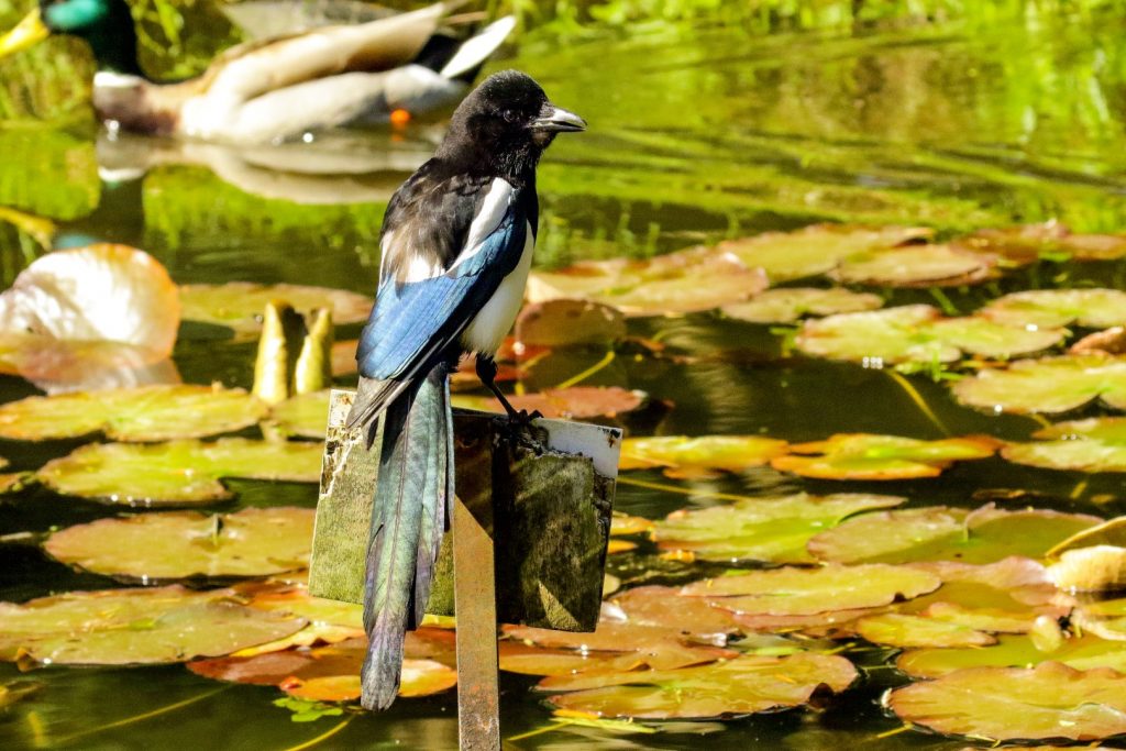 Botanic Gardens Dublin Birds