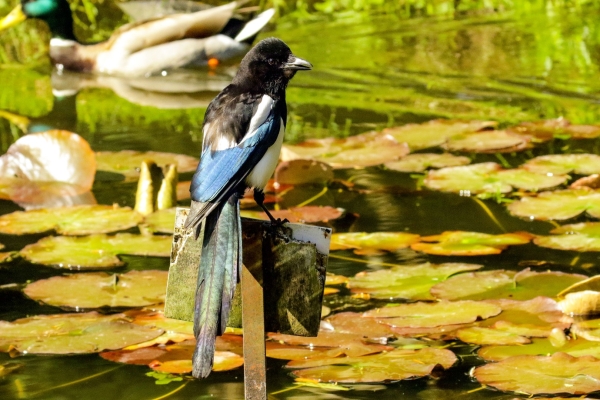 Magpie on a sign in the pond at the National Botanic Gardens, Dublin