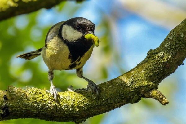 A Great Tit in a tree with a caterpillar in its beak
