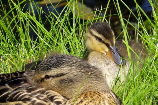 A Mallard snoozes on the grass with her chick at the National Botanic Gardens, Dublin