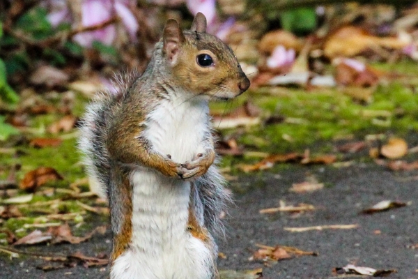 A Grey Squirrel standing up on look out at the National Botanic Gardens, Dublin