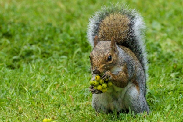 Grey Squirrel eating berries at the National Botanic Gardens, Dublin