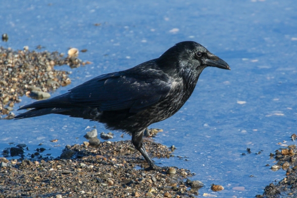 Carrion Crow at the waters edge at Cave's Marsh, Malahide, Dublin