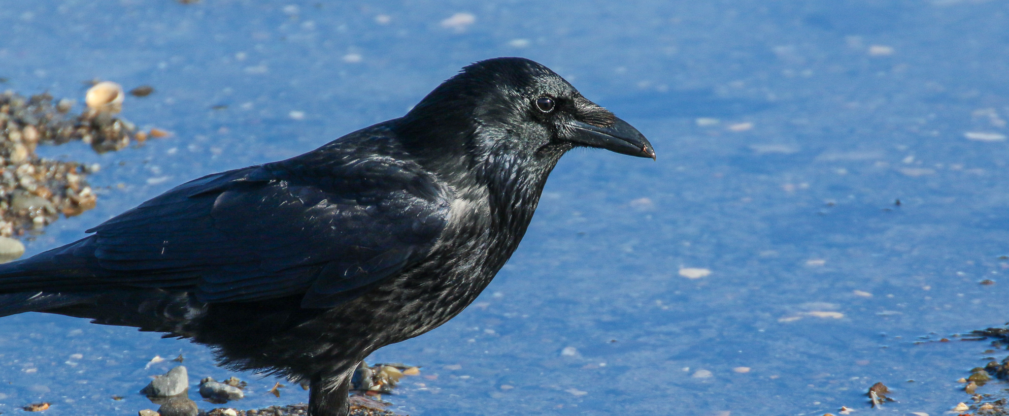 bird watching ireland