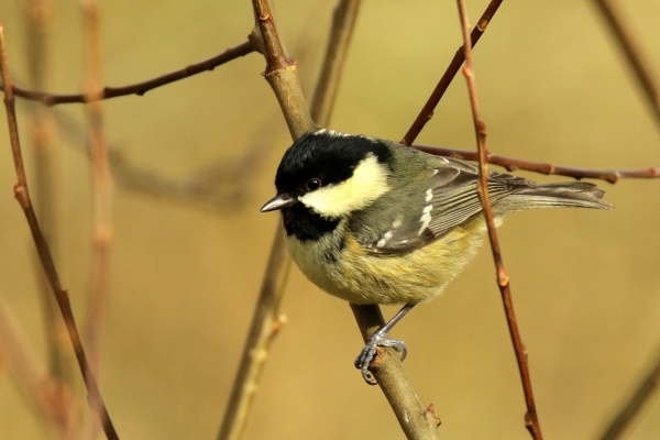 A Coal Tit clings to a branch at Lough Neagh in golden winter sunlight