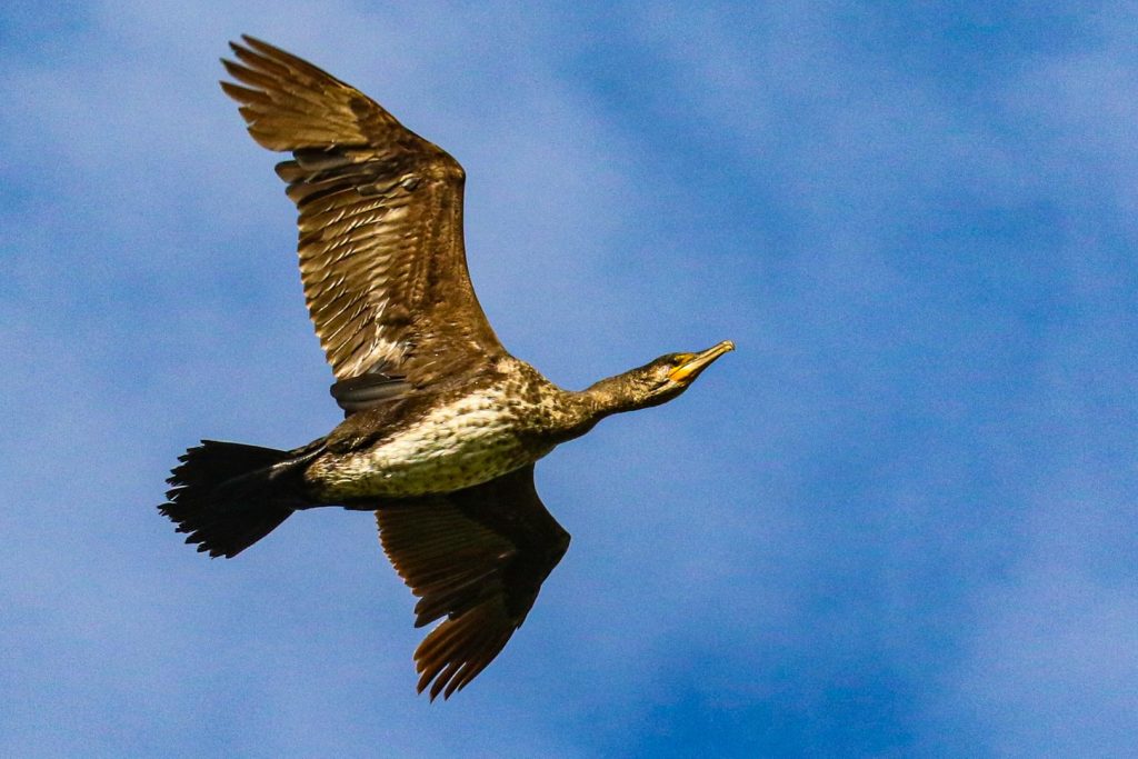 bird watching cahore marsh wexford