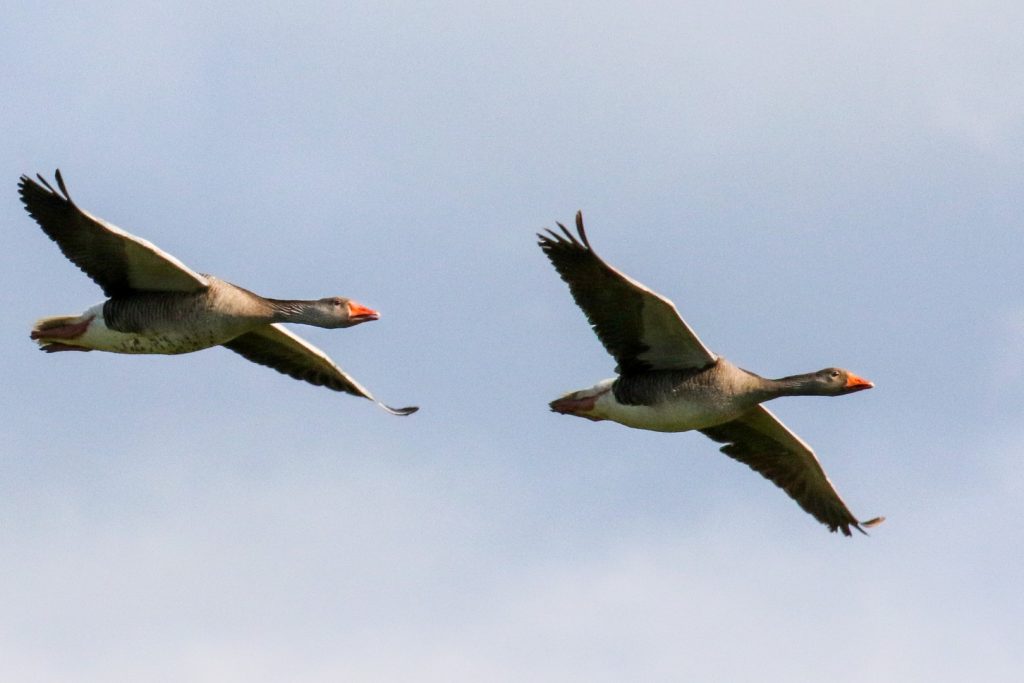 bird watching cahore marsh wexford