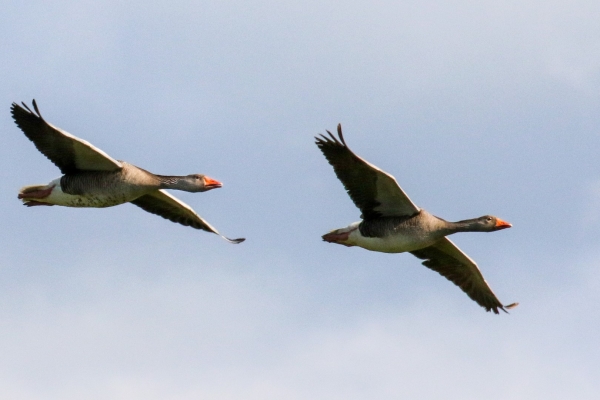 A pair of Greylag Geese fly low over Cahore Marsh Wexford