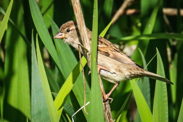 A House Sparrow clings to a reed in the reed bed at Cahore Marsh Wexford