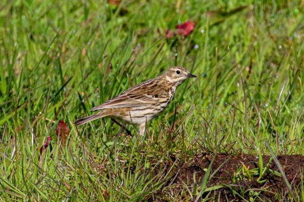 A Meadow Pipit searching for insects in Cahore Marsh Wexford