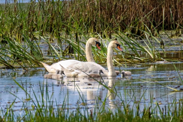 A pair of Mute Swans swim in Cahore Marsh with four recently hatched Signets!
