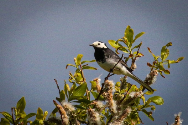 A Pied Wagtail sits on top of a bush at Cahore Marsh Wexford