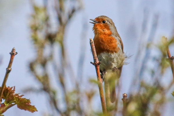 A Robin sitting in a tree singing loudly at Cahore Marsh Wexford