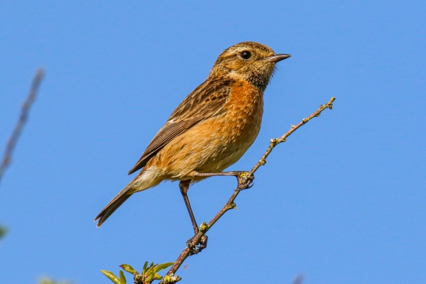 A Stonechat perched on a branch against a blue sky background