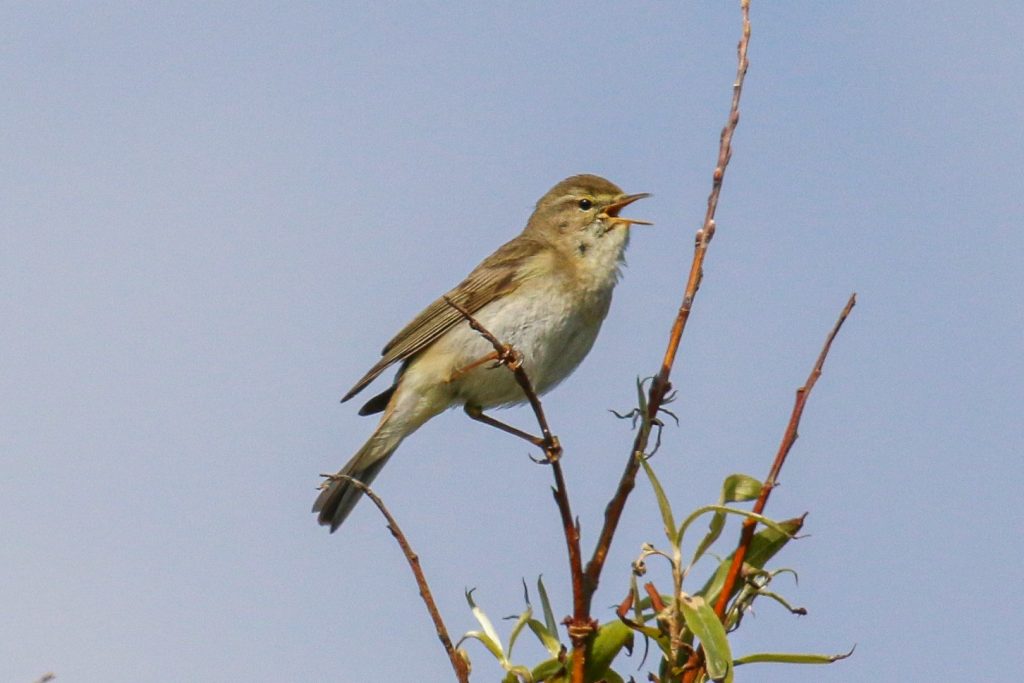 bird watching cahore marsh wexford