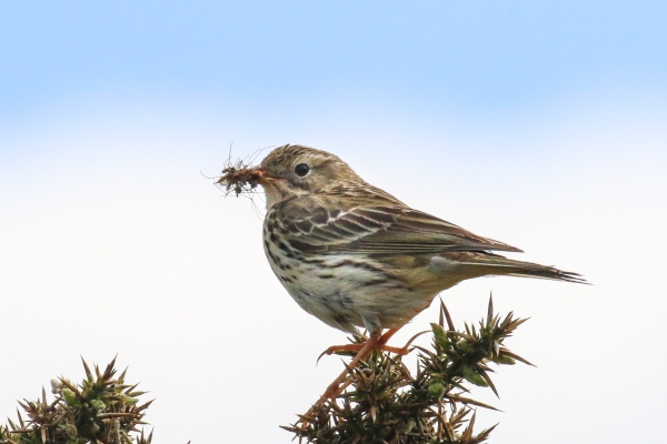 Meadow Pipit with a beak full of flies at Cahore Marsh, Wexford, Ireland