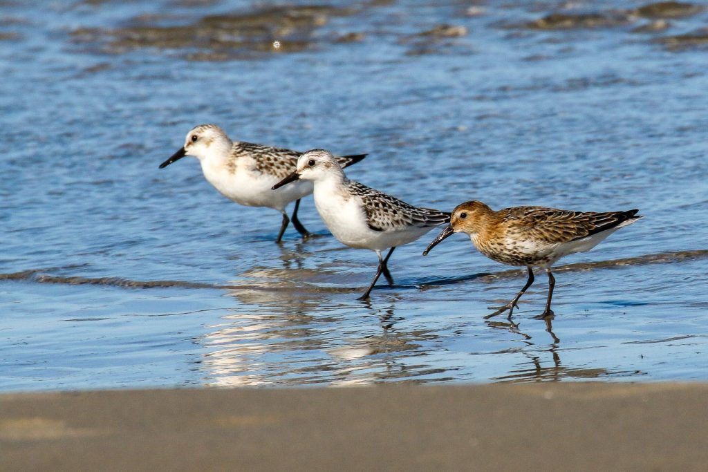 bird watching wexford carne beach