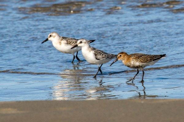 Two Sanderlings and a Dunlin foraging along the shore at Carne Beach Wexford