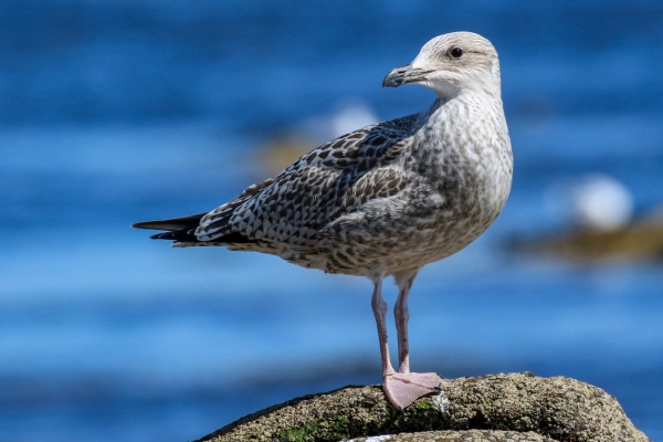 Herring Gull standing on a rock at Carne Beach Wexford