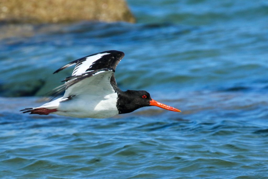 Bird watching wexford carne beach