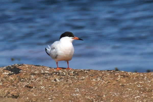 Roseate Tern sits on a rock at Carne Beach, Wexford