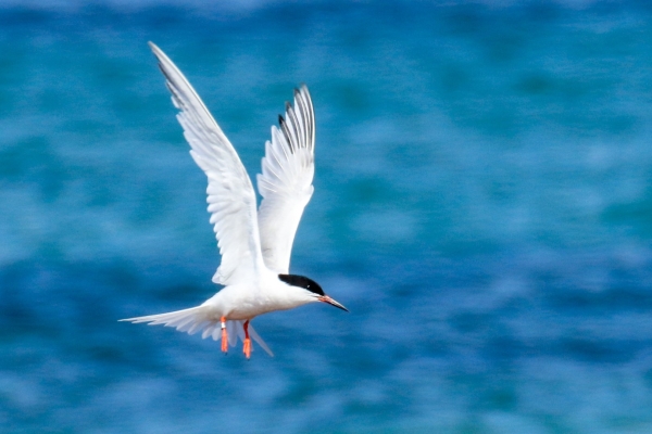 Roseate Tern coming in to land at Carne Beach Wexford