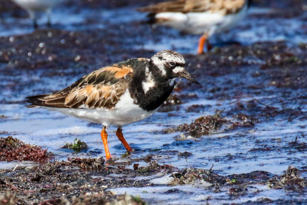 Bird watching wexford carne beach