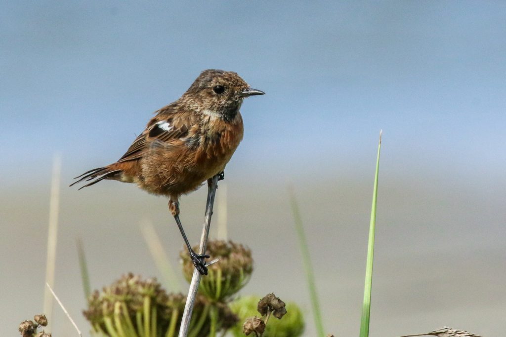 Bird watching wexford carne beach