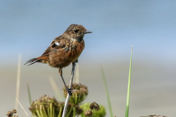 A Stonechat perched on a branch against a blue sky background