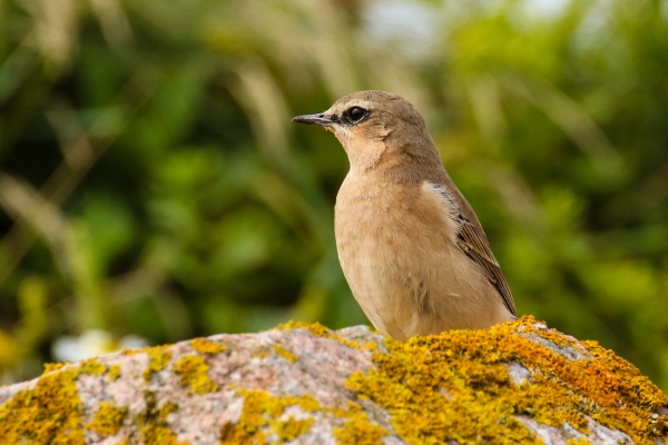 A Wheatear sits on a lychen covered rock at Carne Beach, County Wexford