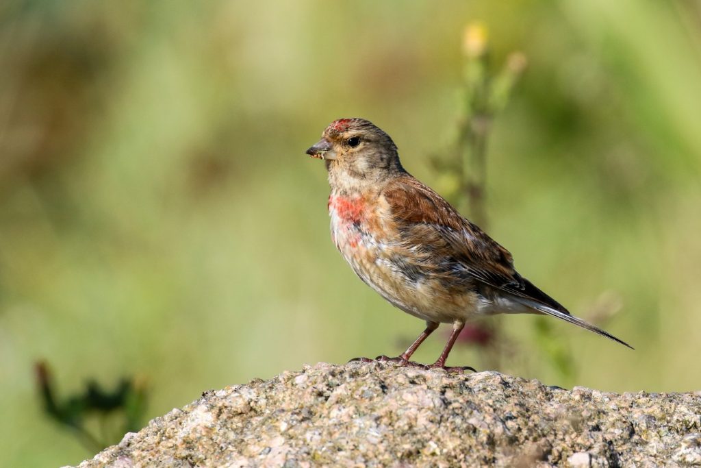 bird watching ireland