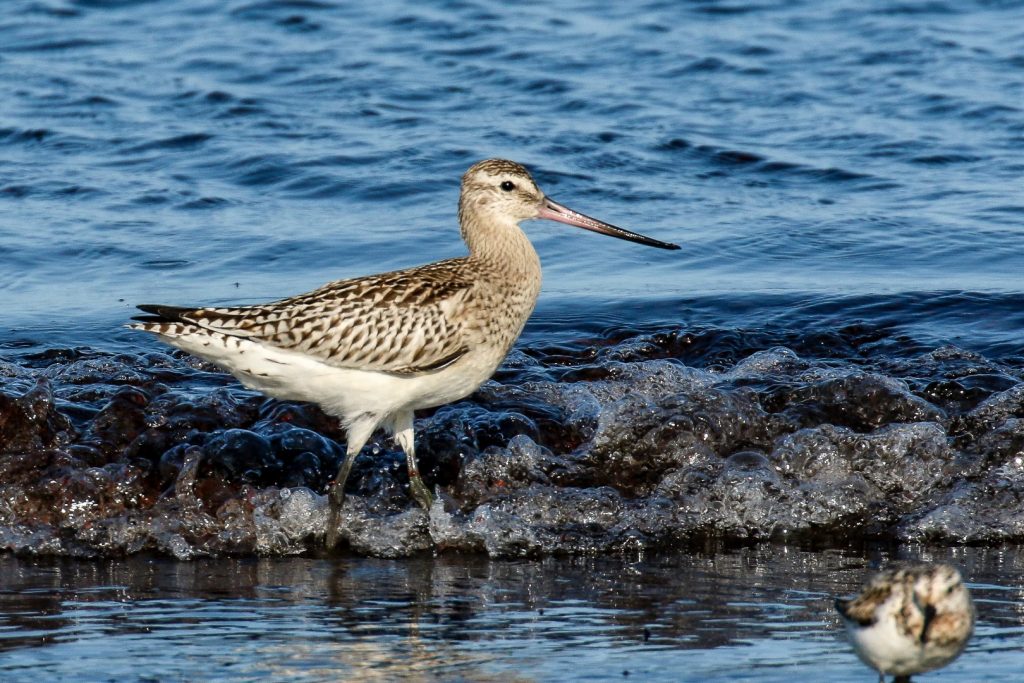 Bird watching wexford carne beach