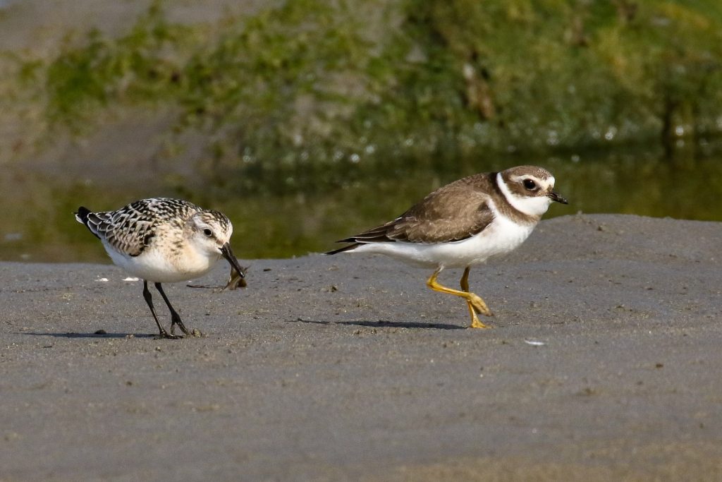 Bird watching wexford carne beach