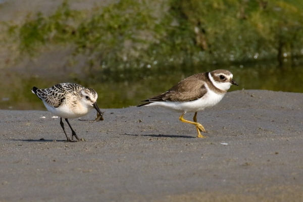 A Sanderling & Ringed Plover foraging along the sand at Carne Beach, Wexford
