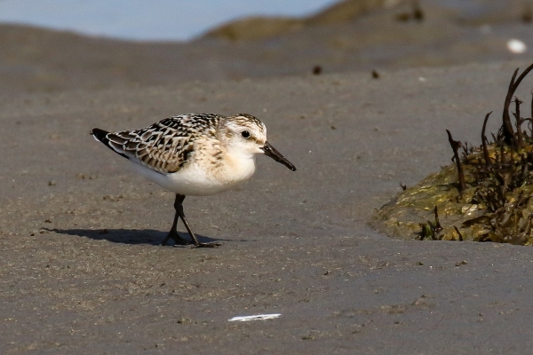 A Sanderling foraging along the sand at Carne Beach, Wexford