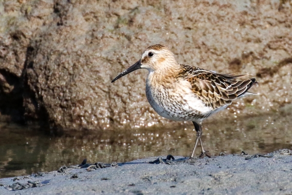 A Dunlin foraging in rocky pools at Carne Beach Wexford