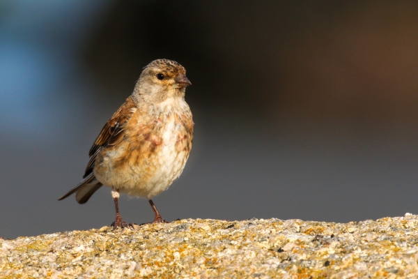 A Linnet stands on a rock at Carne Beach Wexford