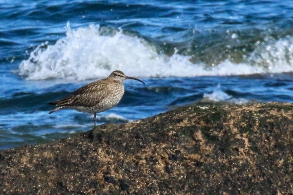 A Whimbrel rests at the shore edge of Carne Beach, Wexford