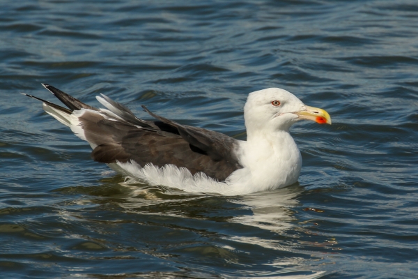 A Great Black Backed Gull swims across the blue waters of Cave's Marsh, MAlahide
