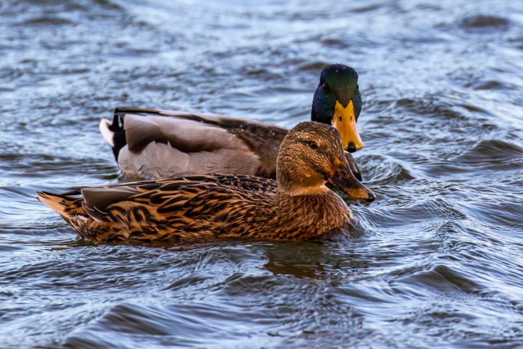 Cave's Marsh Malahide Birds