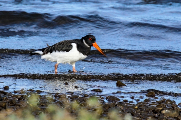 An Oystercatcher scouring the shallow cove at Cave's Marsh, Malahide