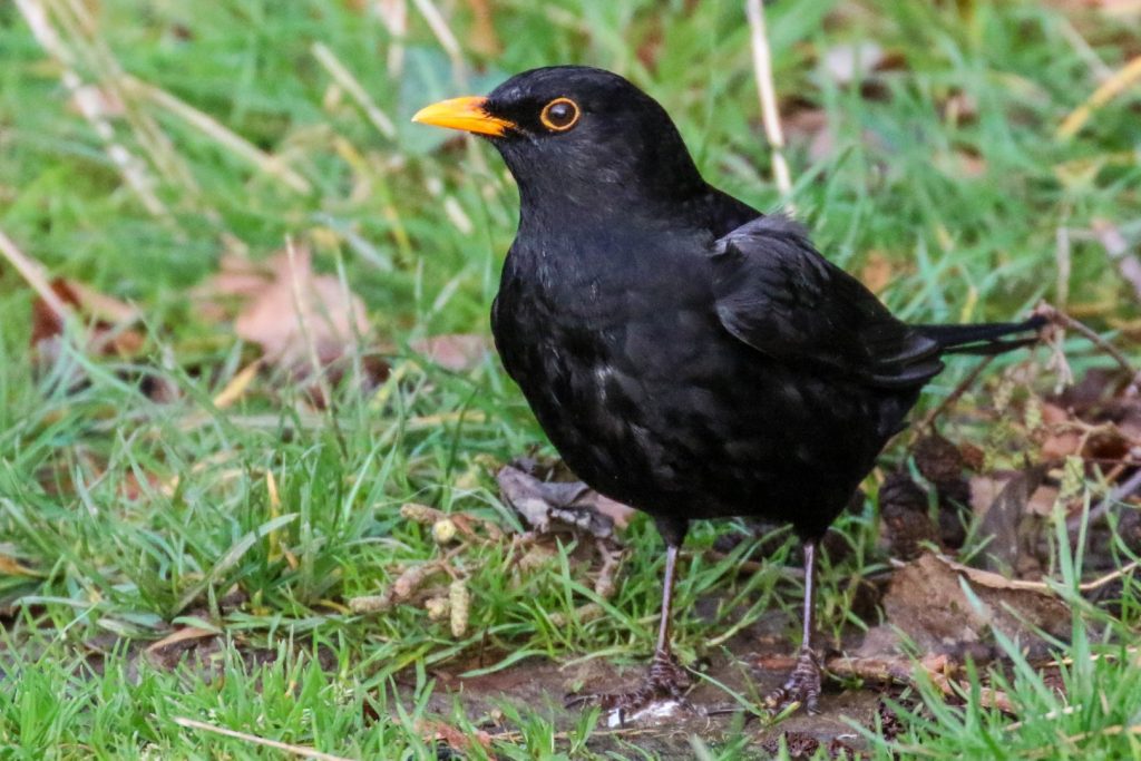 Cave&#039;s Marsh Malahide Birds