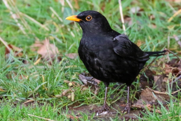 A Blackbird rummages about on the grass at Cave's Marsh Malahide