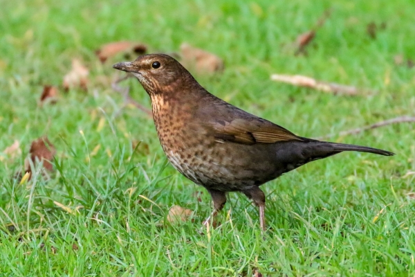 A Female Blackbird rummages about at Cave's Marsh, Malahide