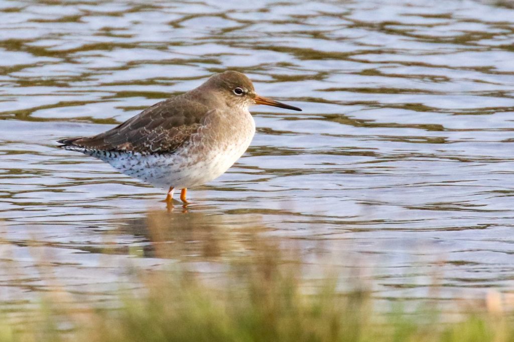 Cave&#039;s Marsh Malahide Birds