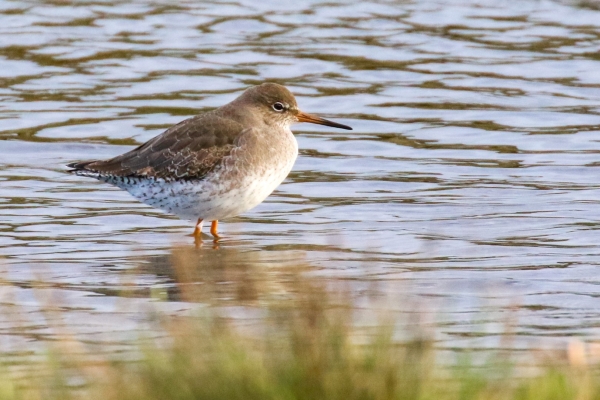 A Redshank standing in shallow water at Cave's Marsh, Malahide