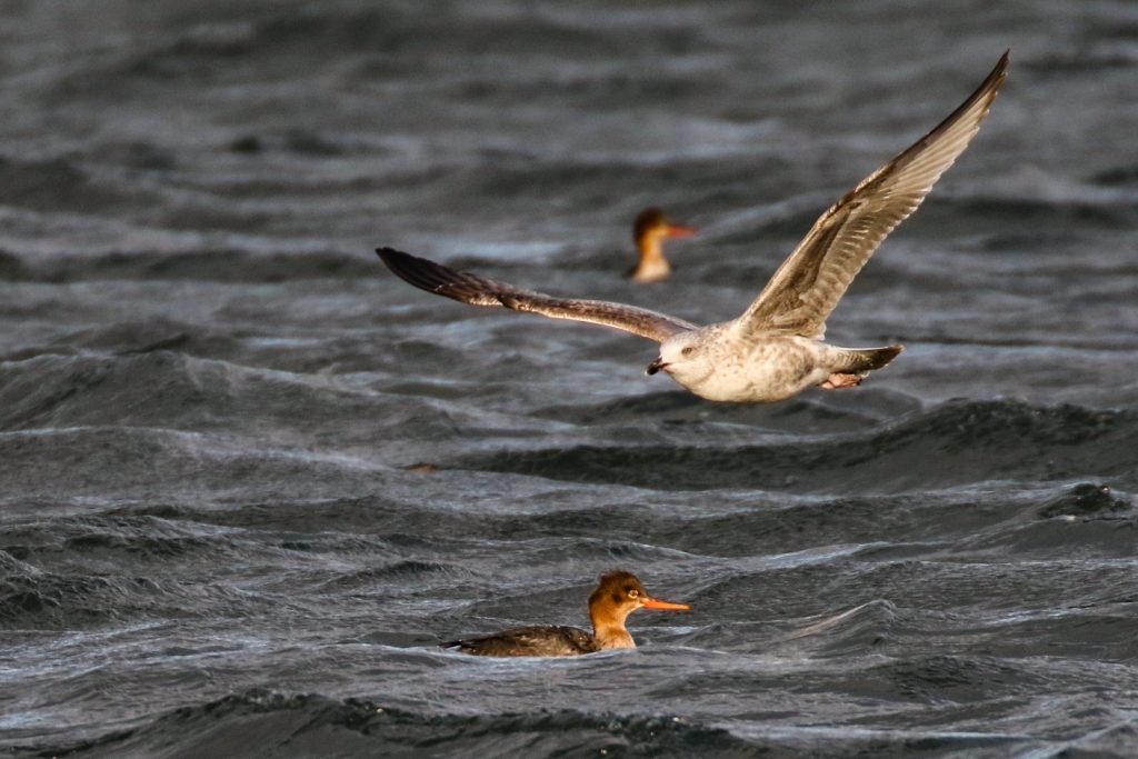 Cave's Marsh Malahide Birds