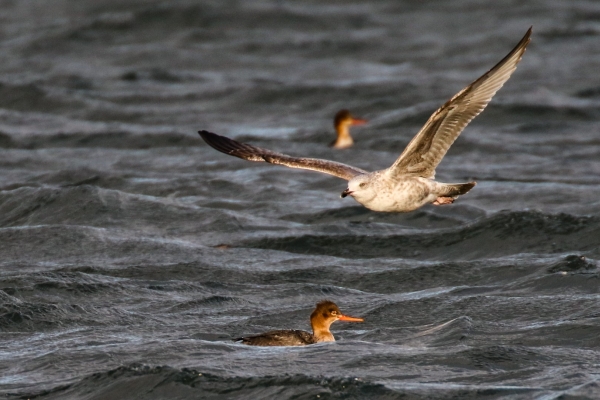 A Herring Gull flies ober a Red Breasted Merganser in evening sunlight