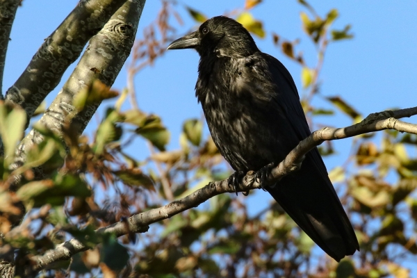 A Carrion Crow on a branch overlooking Malahide Estuary, Dublin